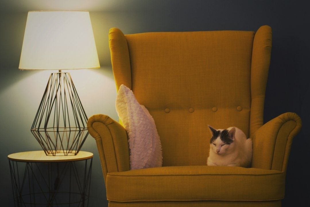 Mysig fåtölj med läslampa, filt och sovande katt
